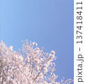 桜のある風景 137418411