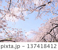 桜のある風景 137418412