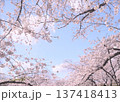 桜のある風景 137418413
