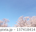 桜のある風景 137418414