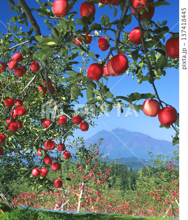 岩木山と真赤なリンゴ 137418445