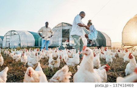 Chicken, farming and family swing with birds outdoor for sustainability and fun with kid. Dad, child and working together on farm field and countryside with support and care for animal livestock Chicken, farming and family swing with birds outdoor for sustainability and fun with kid. Dad, child and working together on farm field and countryside with support and care for animal livestock 137418469