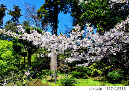 【神奈川】春の鎌倉 円覚寺前の満開の桜 【神奈川】春の鎌倉 円覚寺前の満開の桜 137418518
