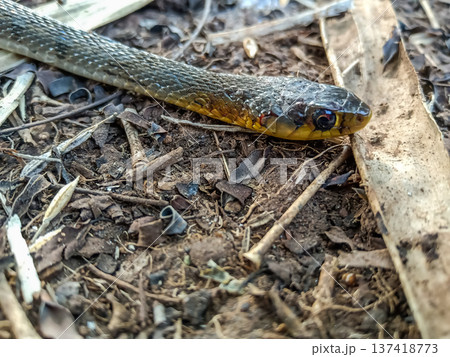 Buff-striped Keelback This species is a non-venomous snake common in South Asia Buff-striped Keelback This species is a non-venomous snake common in South Asia 137418773