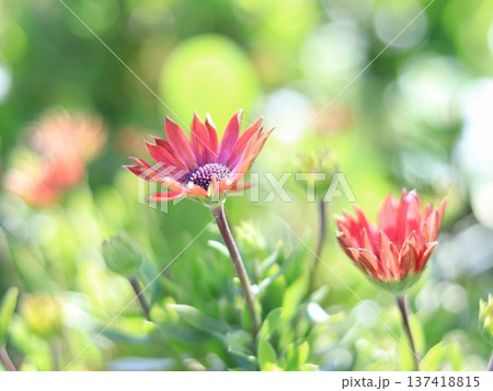 オステオスペルマム 春の花 オステオスペルマム 春の花 137418815