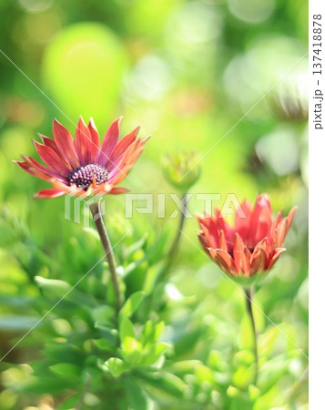 春の花 オステオスペルマム 春の花 オステオスペルマム 137418878