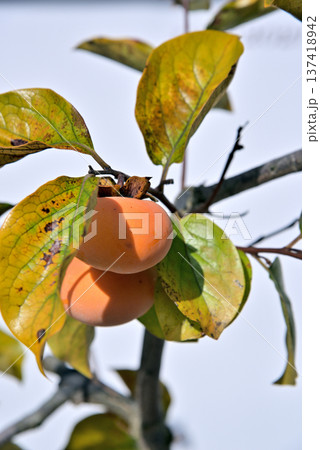 柿の実 137418942