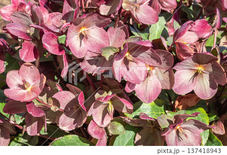 Christmas Rose Helleborus Flower in garden. Spring, winter flowers Hellebore Christmas Rose Helleborus Flower in garden. Spring, winter flowers Hellebore 137418943