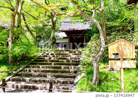 【神奈川】春の円覚寺　境内の居士林 137418947