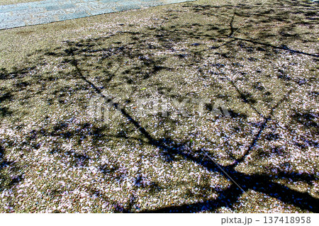 【神奈川】春の円覚寺　山門（三門）前に散る桜の花びらと枝のシルエット 137418958