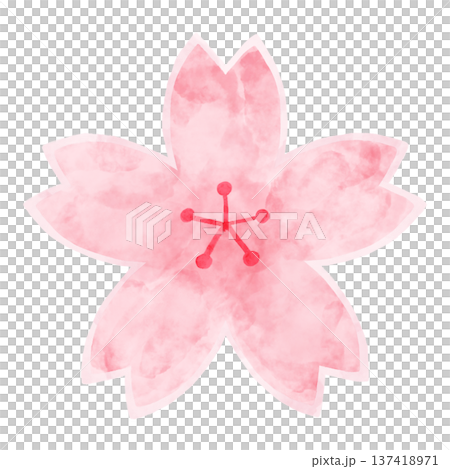 Watercolor cherry blossom simple illustration spring watercolor cherry blossom flower 137418971