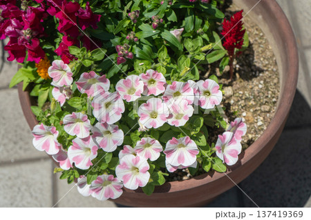 春の鉢植えのペチュニア 137419369