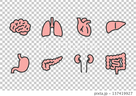 Simple human internal organs illustration icon set 137419927