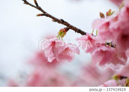 雨に濡れる桜 137419929