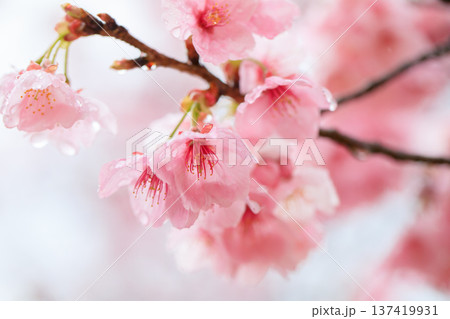 雨に濡れる桜 雨に濡れる桜 137419931