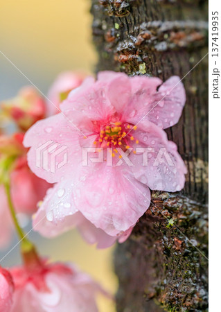 雨に濡れる桜 雨に濡れる桜 137419935