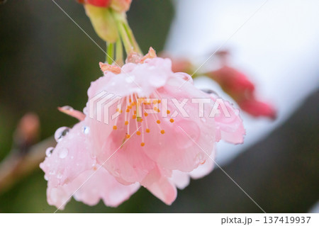 雨に濡れる桜 137419937