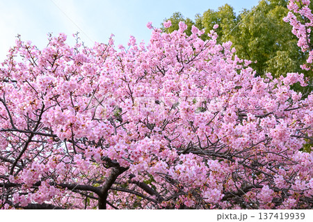 サクラサク サクラサク 137419939