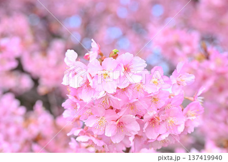 サクラサク サクラサク 137419940