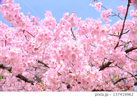 サクラサク 137419962