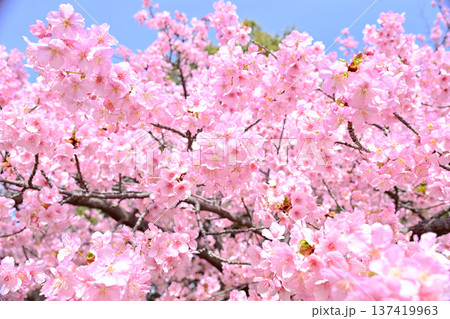 サクラサク サクラサク 137419963