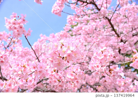 サクラサク 137419964