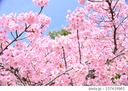 サクラサク 137419965