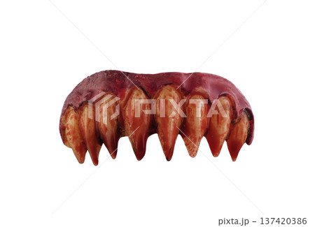 Vampire or monster sharp teeth in blood isolated on white background with clipping path Vampire or monster sharp teeth in blood isolated on white background with clipping path 137420386