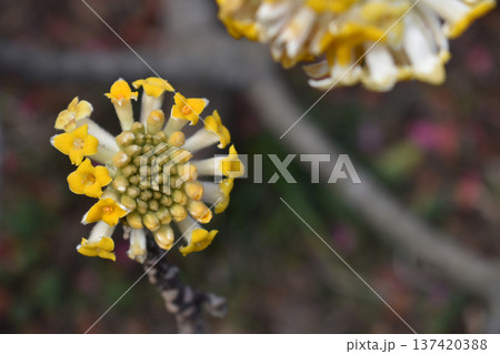 ミツマタの黄色い花 ミツマタの黄色い花 137420388