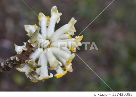 後ろ姿、ミツマタの花 後ろ姿、ミツマタの花 137420389