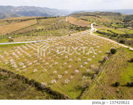 Blossoming Almond Trees and Green Meadows in Spring. Portugal. Aerial View Blossoming Almond Trees and Green Meadows in Spring. Portugal. Aerial View 137420622