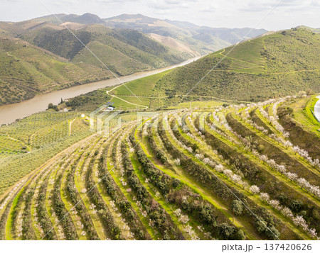 Douro Valley. Green Hills with Blossoming Almond Trees, Vineyards and Terraces 137420626
