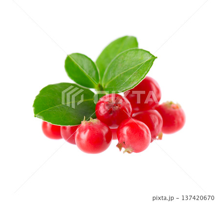 Fresh cowberry berries with leaves, isolated on white background. Ripe cranberry, cowberry, lingonberry. Clipping path. Fresh cowberry berries with leaves, isolated on white background. Ripe cranberry, cowberry, lingonberry. Clipping path. 137420670