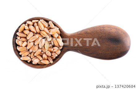Wheat grains isolated on white background. Processed organic dry wheat seeds in wooden spoon. Clipping path. Top view. 137420684