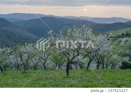 Blossoming Almond Trees in Spring at Sunset. Portugal Blossoming Almond Trees in Spring at Sunset. Portugal 137421227
