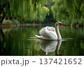 Elegant White Swan Swimming Gracefully on Calm Lake Surface 137421652