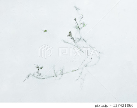 An abstract background, a piece of ice floe with frozen grass. An abstract background, a piece of ice floe with frozen grass. 137421866