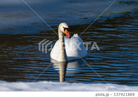 Graceful swan glides through calm, reflective water. 137421869