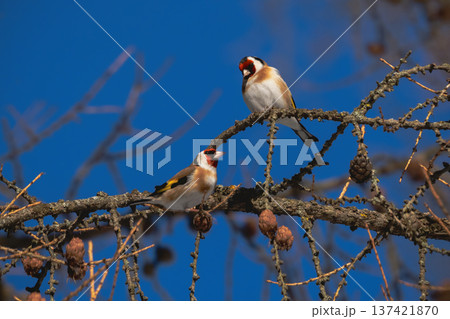 Carduelis carduelis, perched during springtime season. Carduelis carduelis, perched during springtime season. 137421870