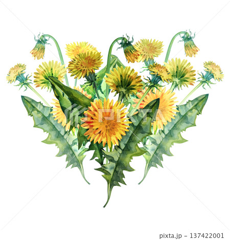 Beautiful watercolor bouquet of bright yellow dandelions with lush green leaves. This hand-painted botanical illustration captures the essence of spring and summer with vibrant colors and delicate Beautiful watercolor bouquet of bright yellow dandelions with lush green leaves. This hand-painted botanical illustration captures the essence of spring and summer with vibrant colors and delicate 137422001