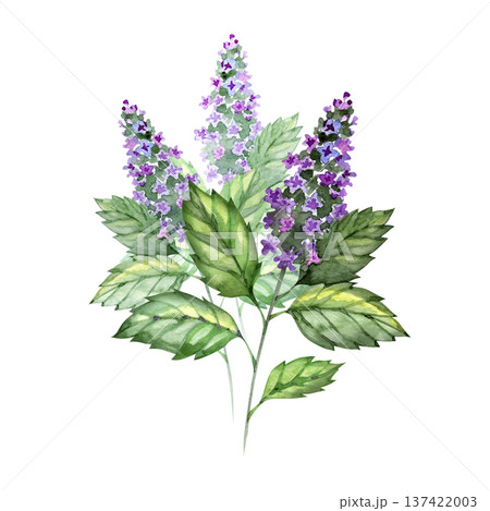 Watercolor botanical illustration of a Patchouli plant Pogostemon cablin featuring vibrant green serrated leaves and tall purple flower spikes. This organic herb art is ideal for cosmetic and herbal Watercolor botanical illustration of a Patchouli plant Pogostemon cablin featuring vibrant green serrated leaves and tall purple flower spikes. This organic herb art is ideal for cosmetic and herbal 137422003