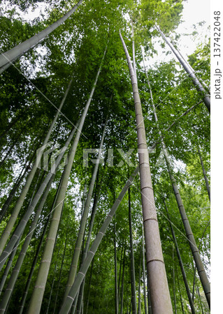 明るい空に向かって真っ直ぐに延びる竹林 明るい空に向かって真っ直ぐに延びる竹林 137422048