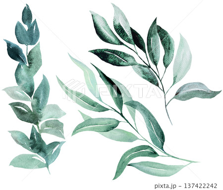 Watercolor hand drawn twigs with green leaves isolated illustration, wedding stationery element 137422242