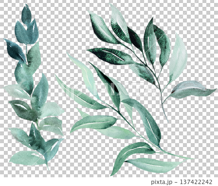 Watercolor hand drawn twigs with green leaves isolated illustration, wedding stationery element 137422242