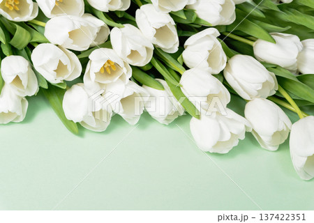 Spring Floral Composition. Fresh white tulips arranged along the top and bottom edges of a white background, creating a clean floral frame with copy space for text or design 137422351