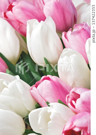 Spring Floral Composition. Romantic tulip arrangement with fresh blossoms. Floral design template for greeting cards. Minimal spring floral composition for wedding design and seasonal branding. Spring Floral Composition. Romantic tulip arrangement with fresh blossoms. Floral design template for greeting cards. Minimal spring floral composition for wedding design and seasonal branding. 137422355