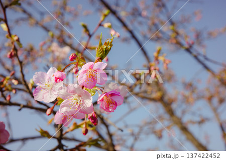 春の訪れを知らせる梅の花 137422452