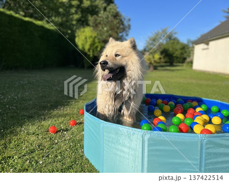 The dog eurasier playing in a pool with balls The dog eurasier playing in a pool with balls 137422514