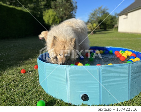 The dog eurasier playing in a pool with balls The dog eurasier playing in a pool with balls 137422516