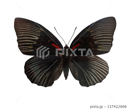 A black butterfly known as Sasakia funebris stands isolated on a white background. The wings display distinct patterns and colors, revealing the butterfly's natural features and shape. 137422666